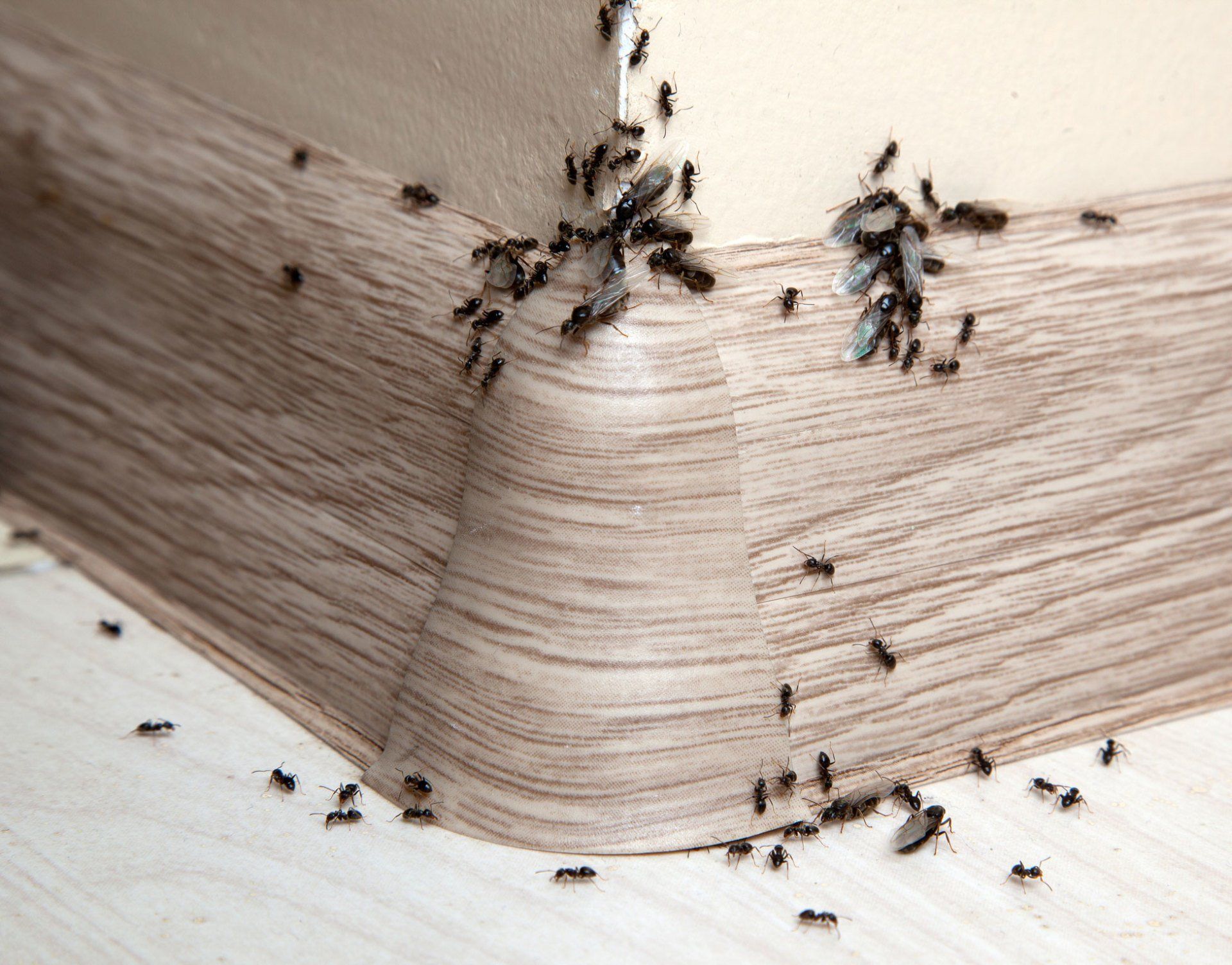 Ants — Group of Ants in the Wall Inside the House in Point Harbor, NC