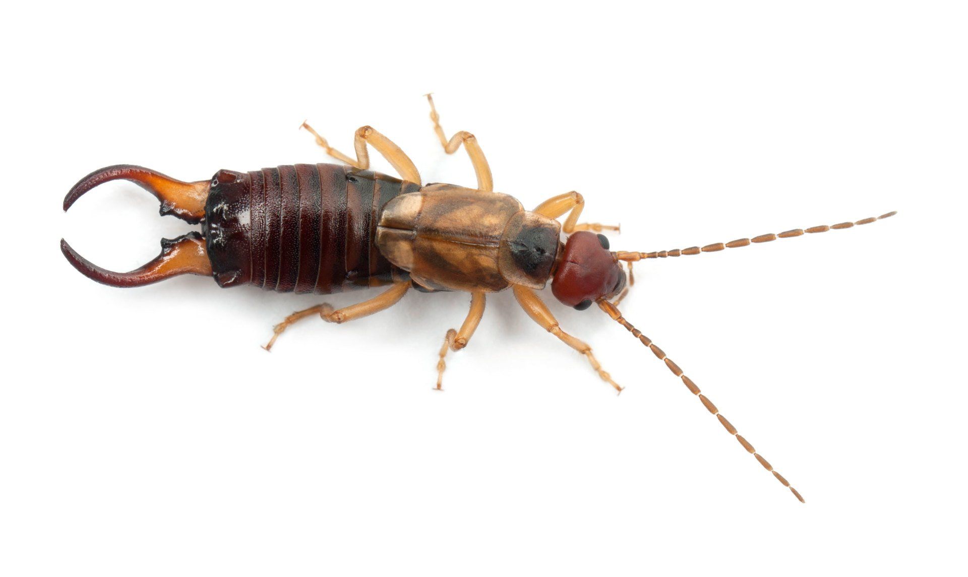 Earwig Isolated in White Background — Point Harbor, NC — Aero Pest Control
