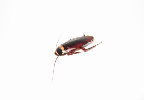 Palmetto Bug Isolated in White Background — Point Harbor, NC — Aero Pest Control