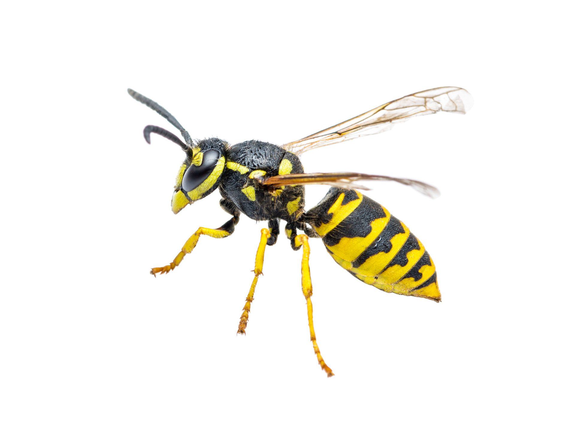 Yellow Jacket Isolated in White Background — Point Harbor, NC — Aero Pest Control