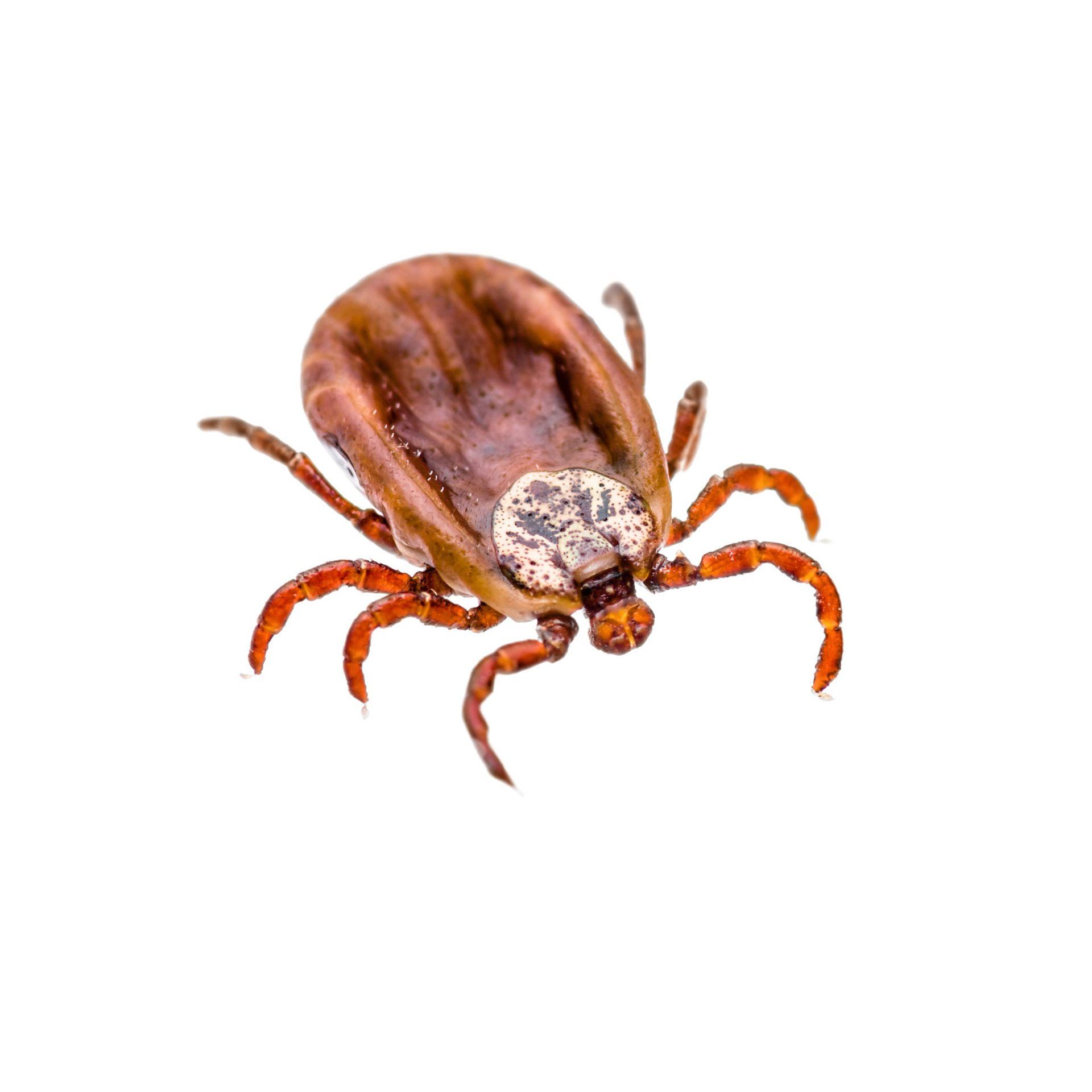 Tick Isolated in White Background — Point Harbor, NC — Aero Pest Control