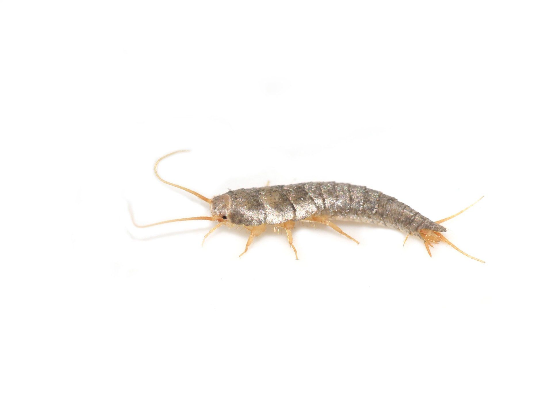 Silverfish Isolated in White Background — Point Harbor, NC — Aero Pest Control