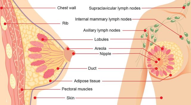 Breast Anatomy Diagram