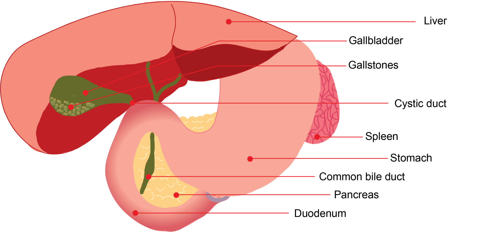 Gallbladder Anatomy