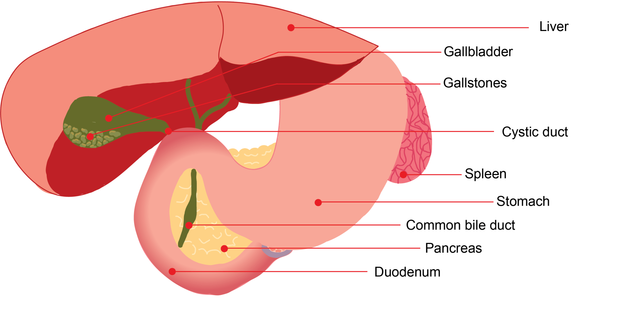 spleen and gallbladder
