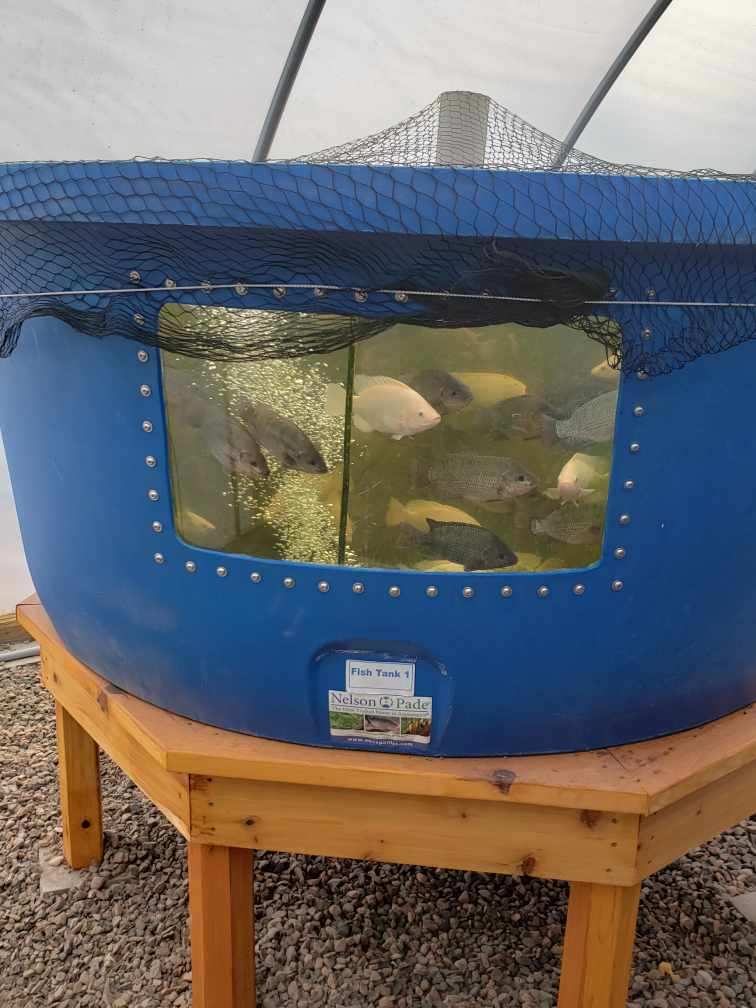 Fresh Tilapia Chetek Wisconsin Green Leaf Farms