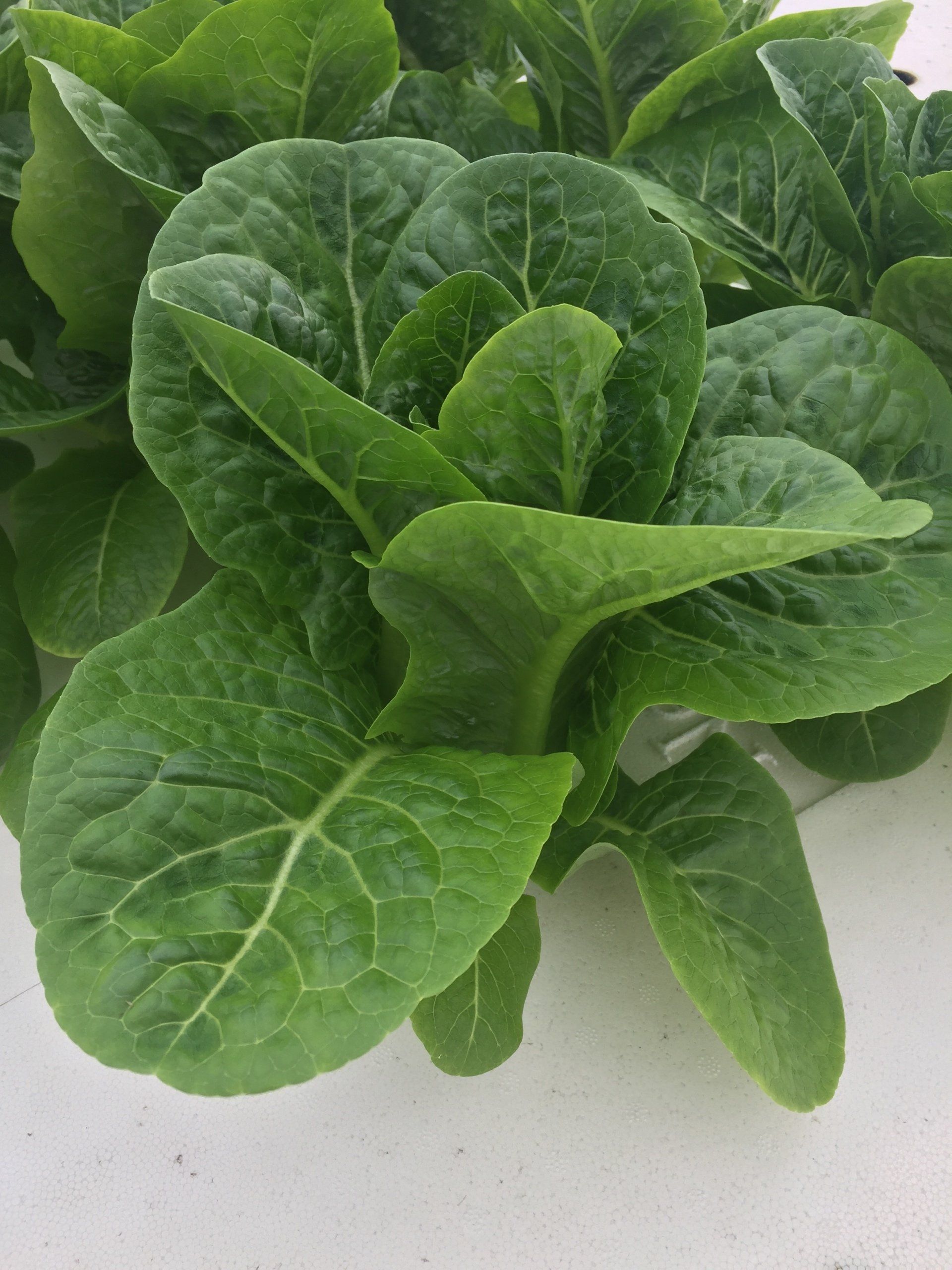 Fresh Vegetables Romaine Lettuce Chetek Wisconsin Green Leaf Farms Clean Vegetables Bloomer, Barron, Chetek