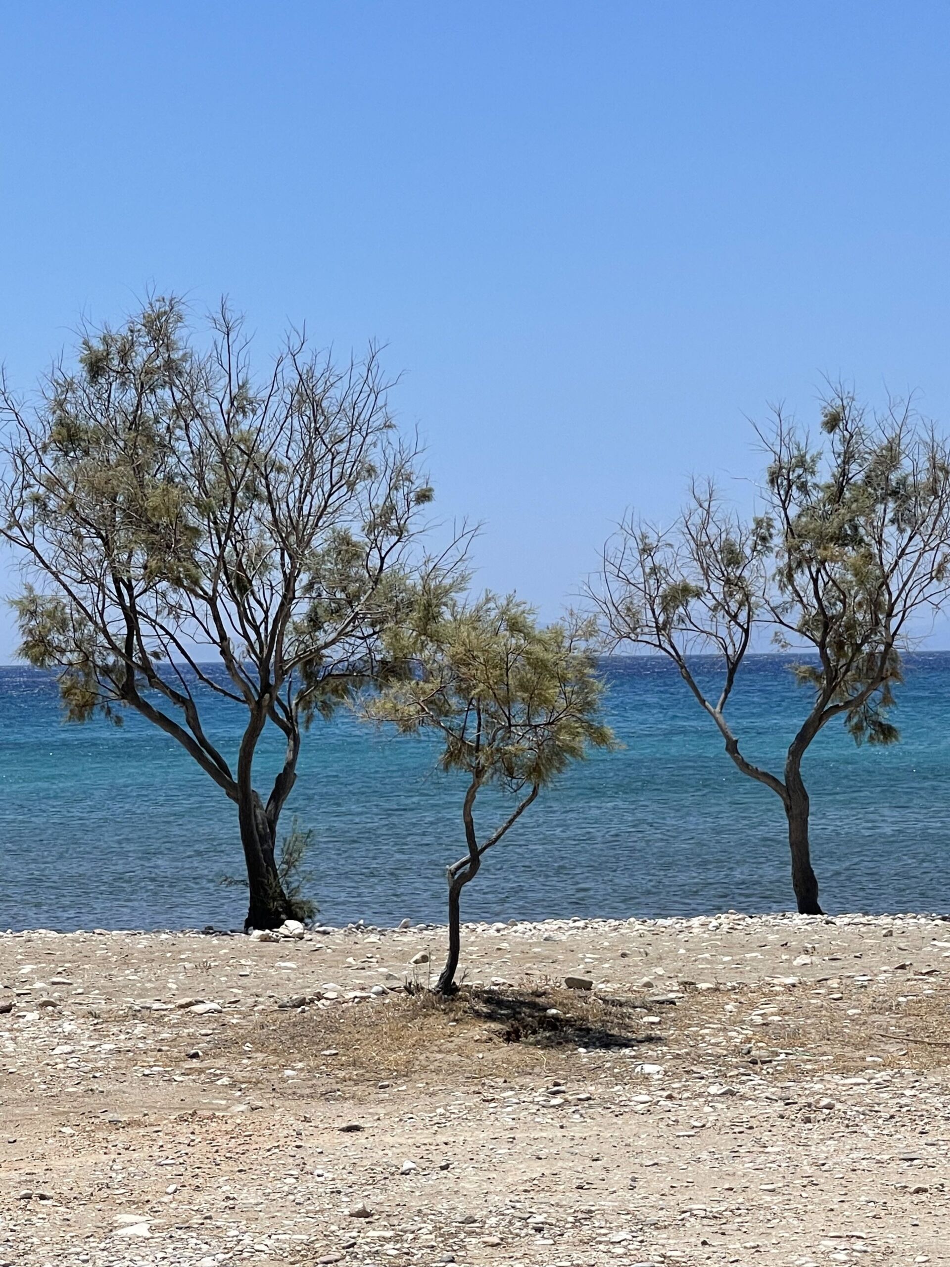 There are three trees on the beach near the ocean.