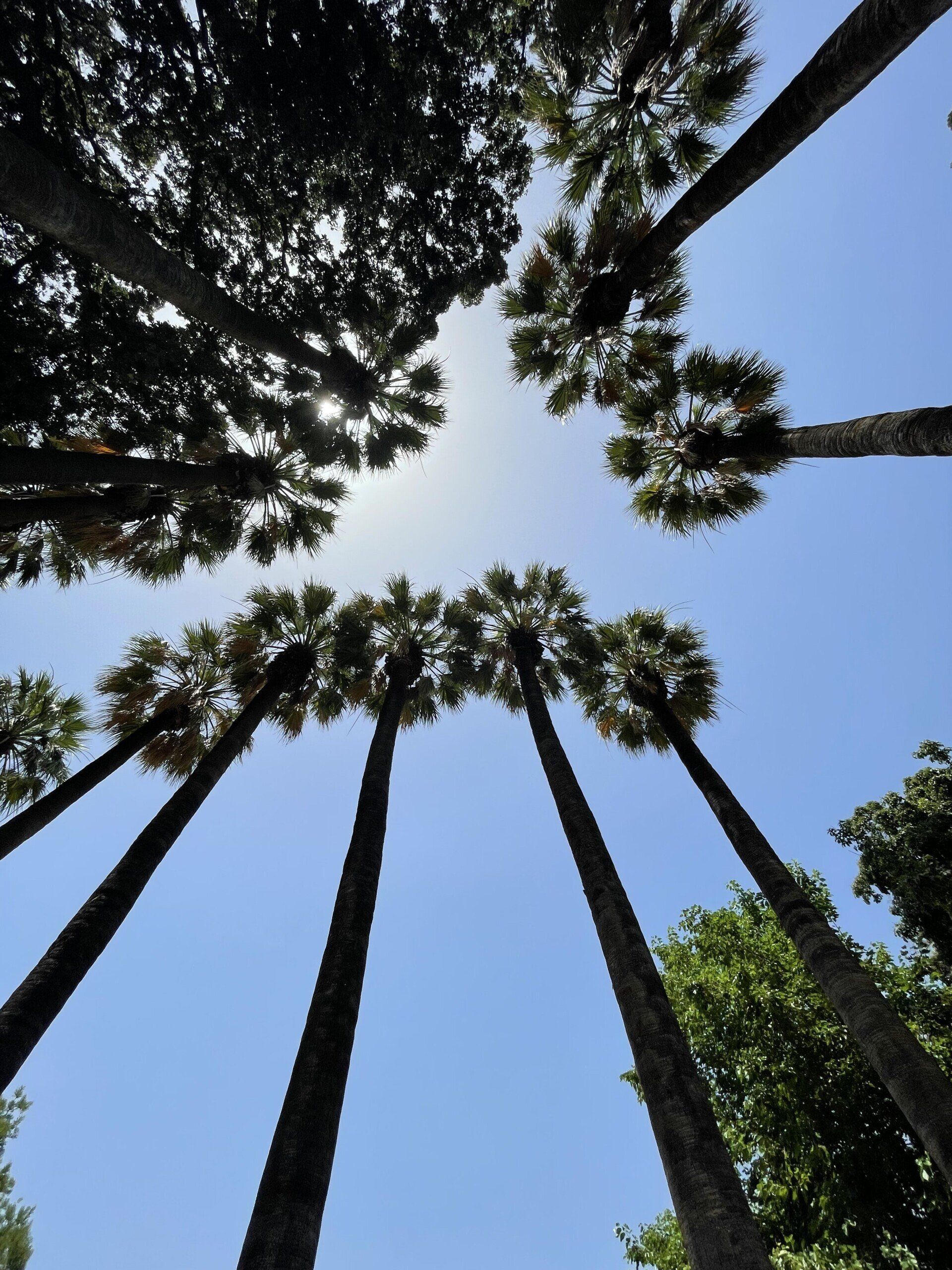 Looking up at palm trees against a blue sky