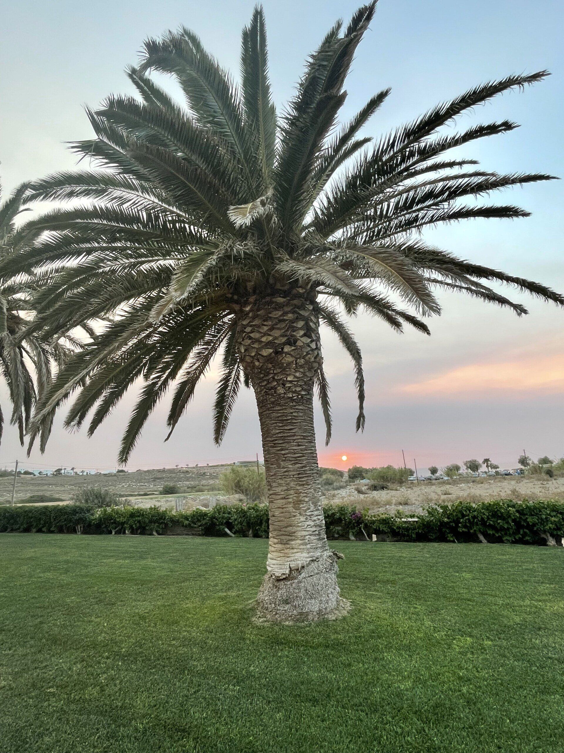 A palm tree in a grassy field with a sunset in the background