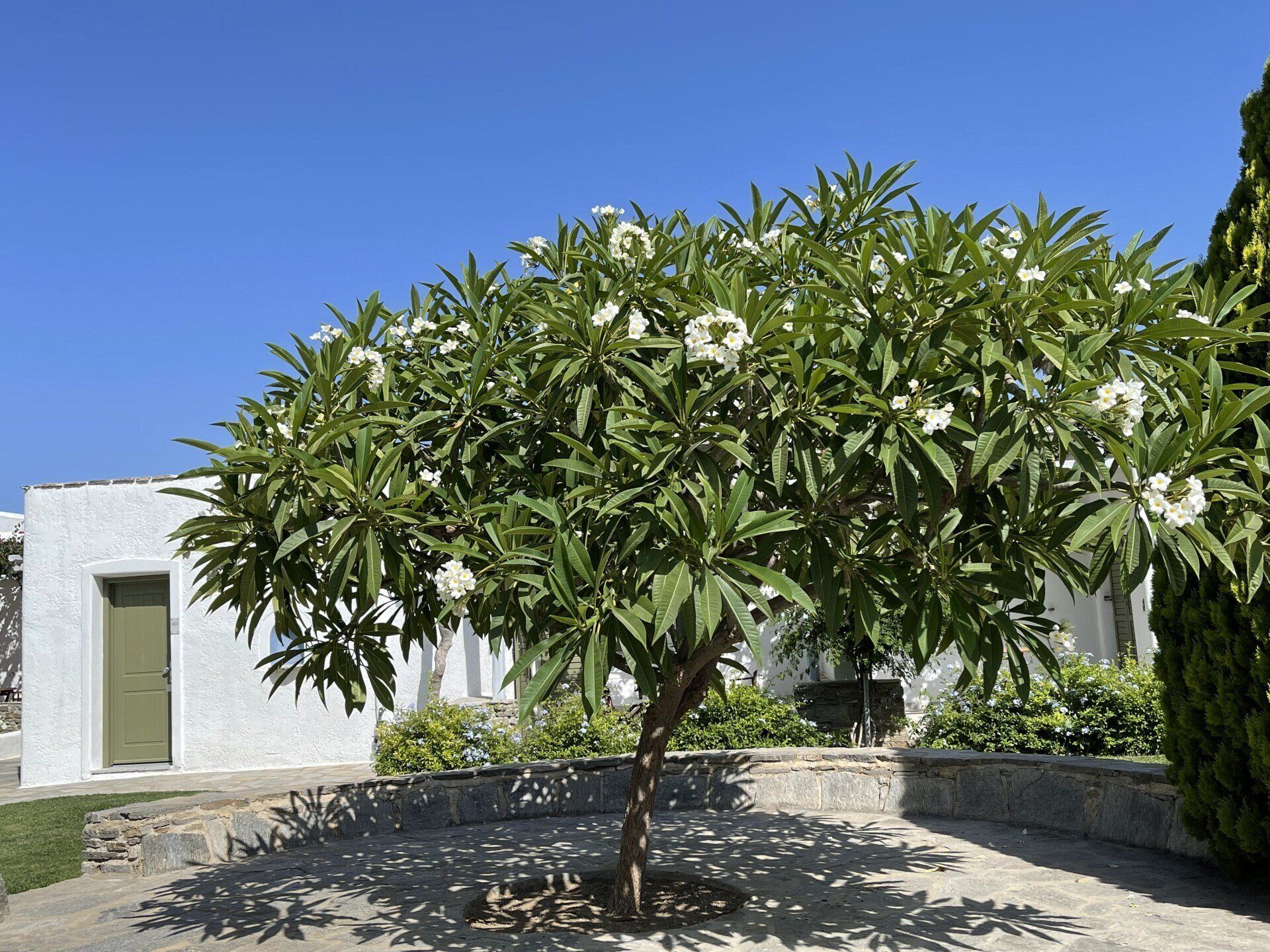 A small tree with white flowers in front of a white house
