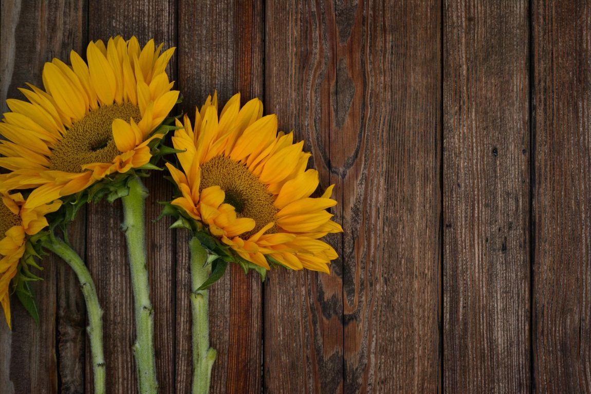 Three sunflowers are sitting on a wooden table.