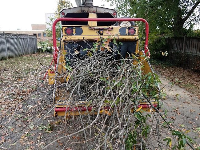 a tree brush on the truck
