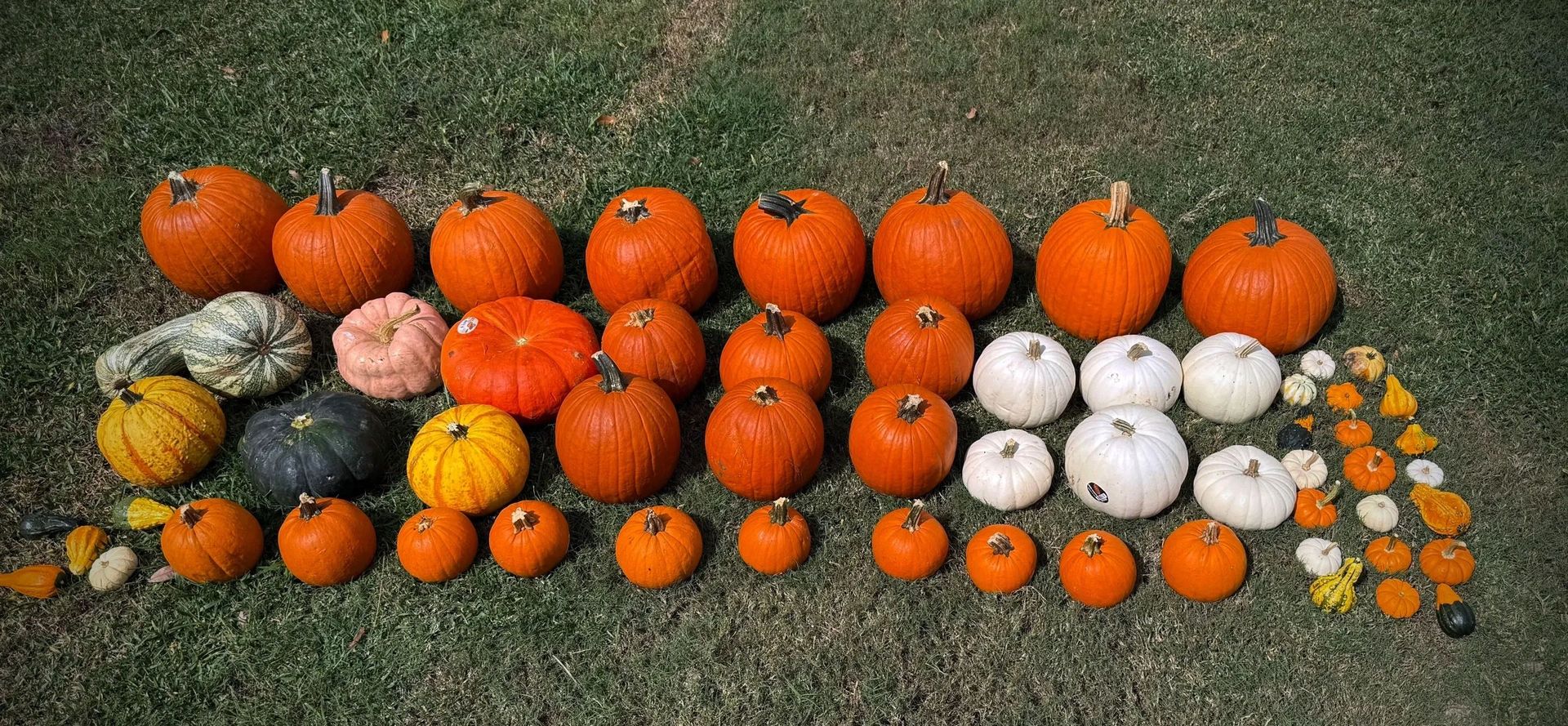 Assorted pumpkins and gourds of varying sizes and colors are arranged on a bed of green grass.