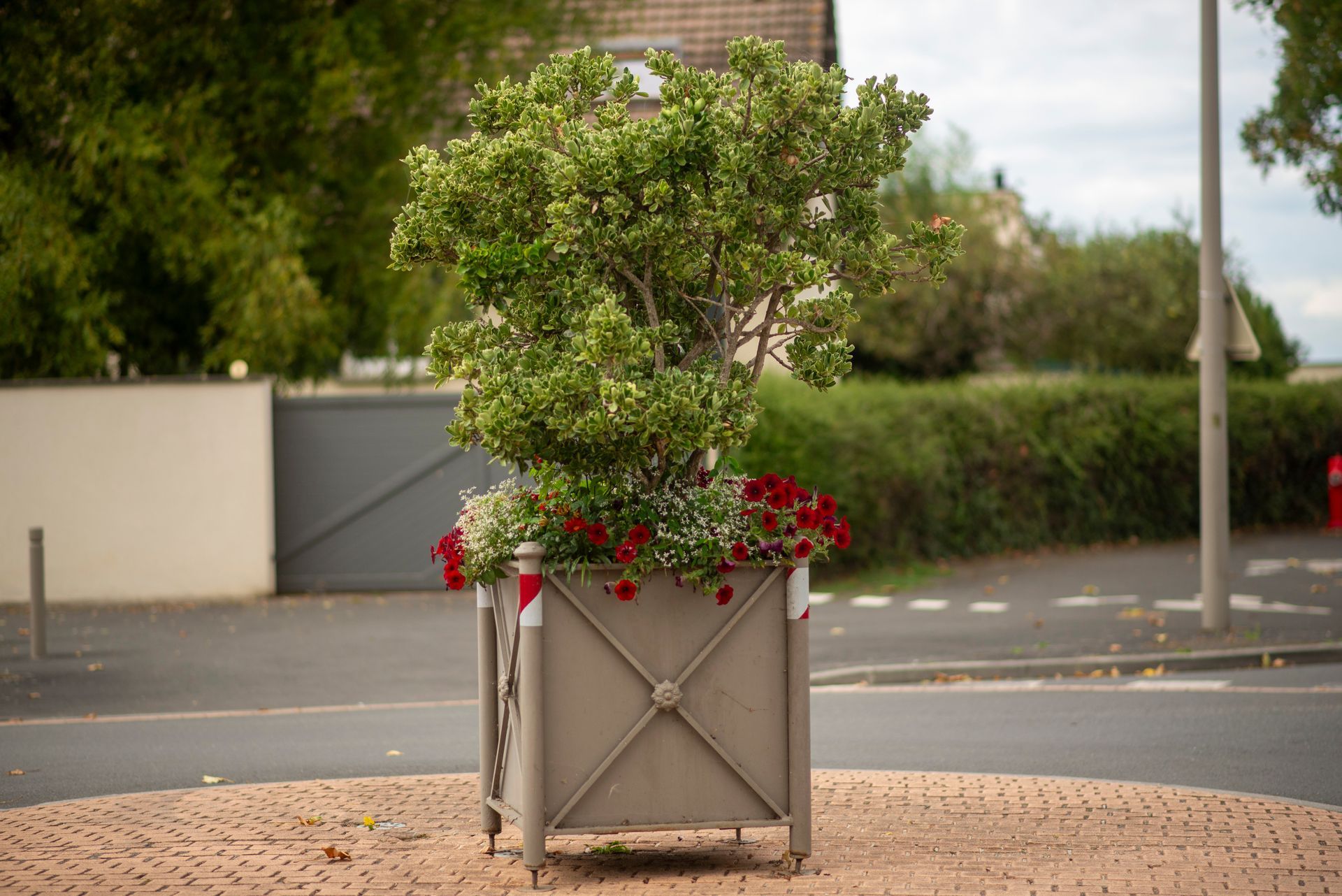 Tree and red flowers in a metal planter on a roundabout. Grey building in the background.