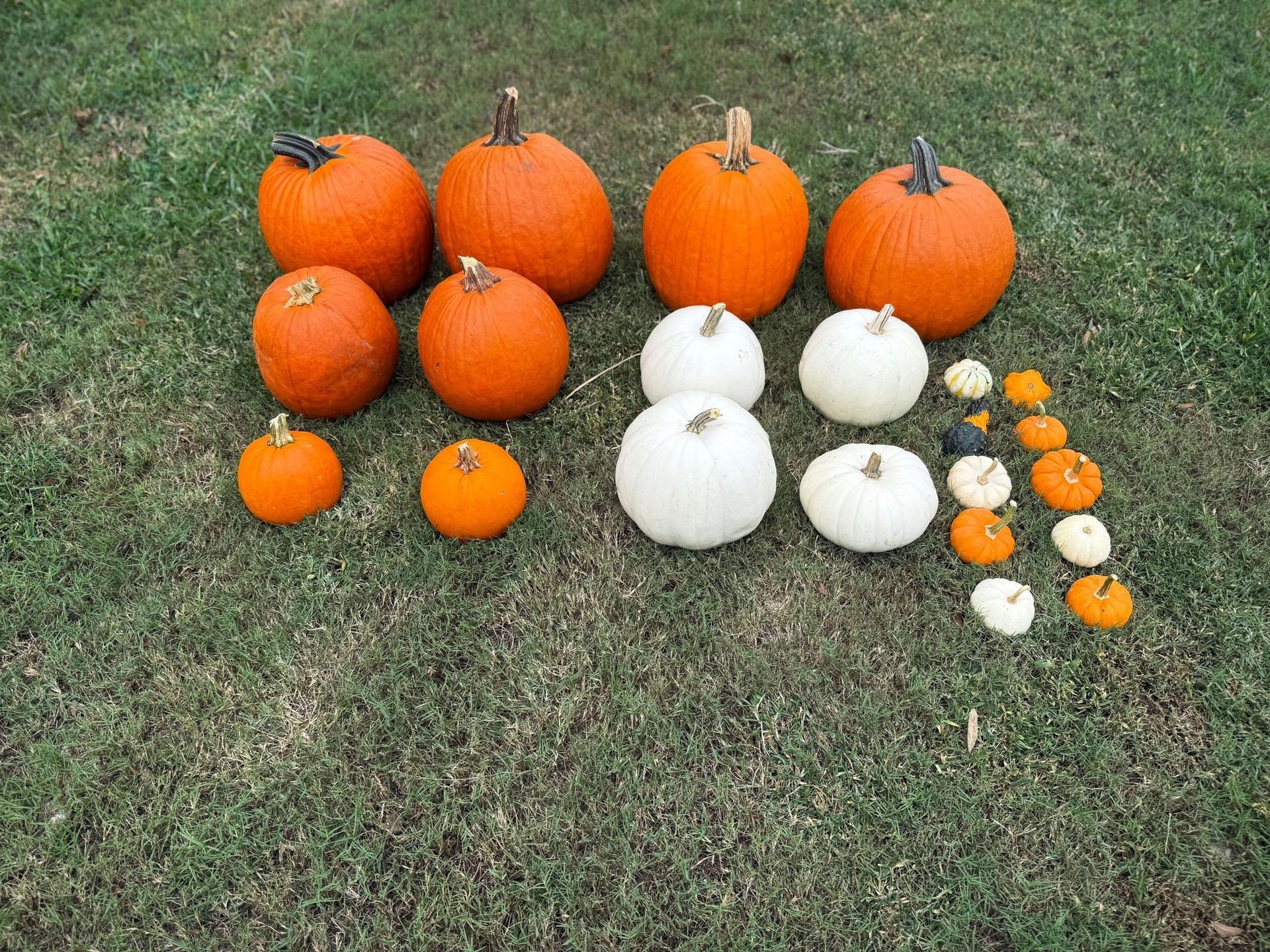 Assortment of orange and white pumpkins of various sizes displayed on green grass.