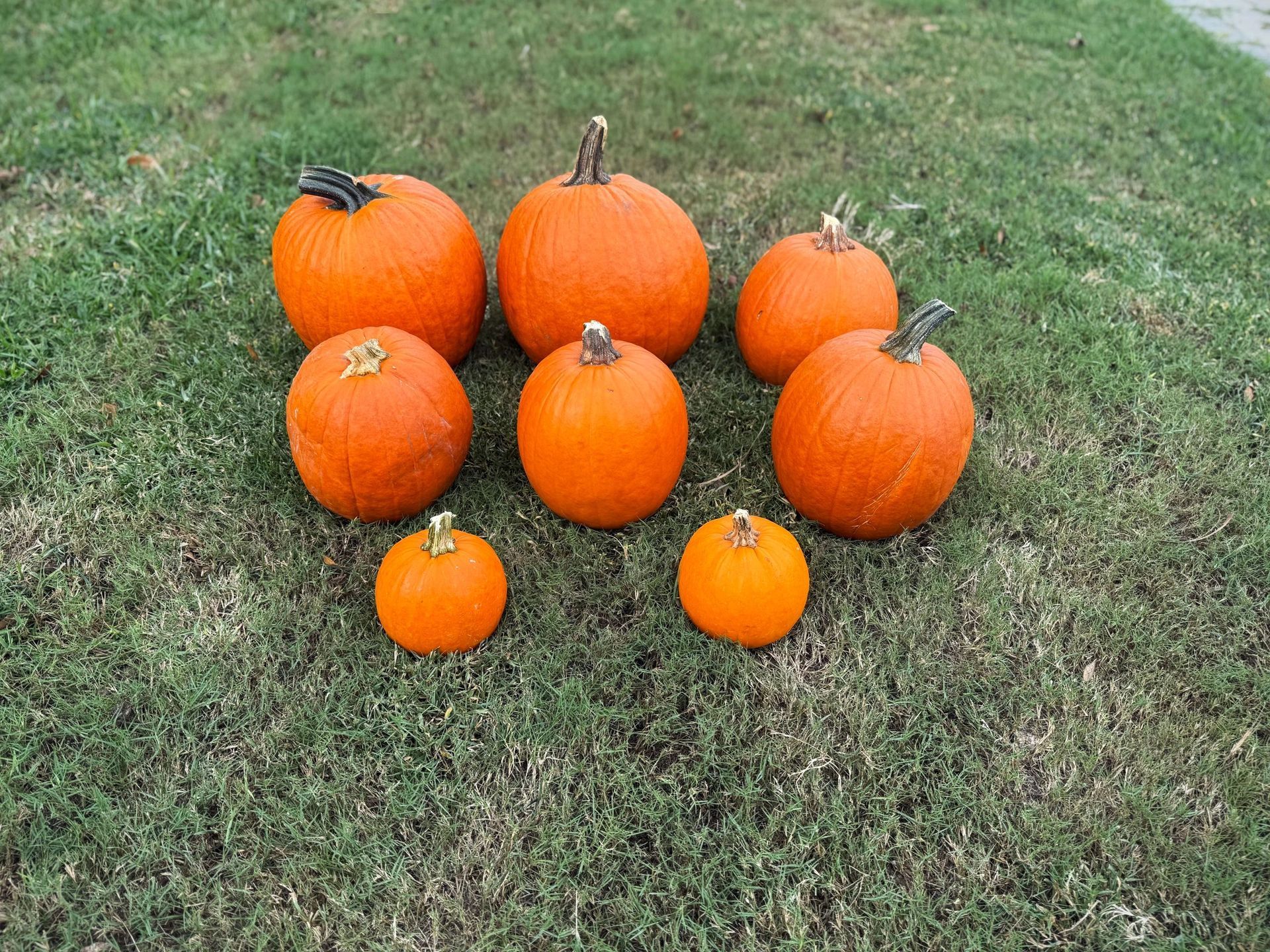 Seven orange pumpkins on green grass.