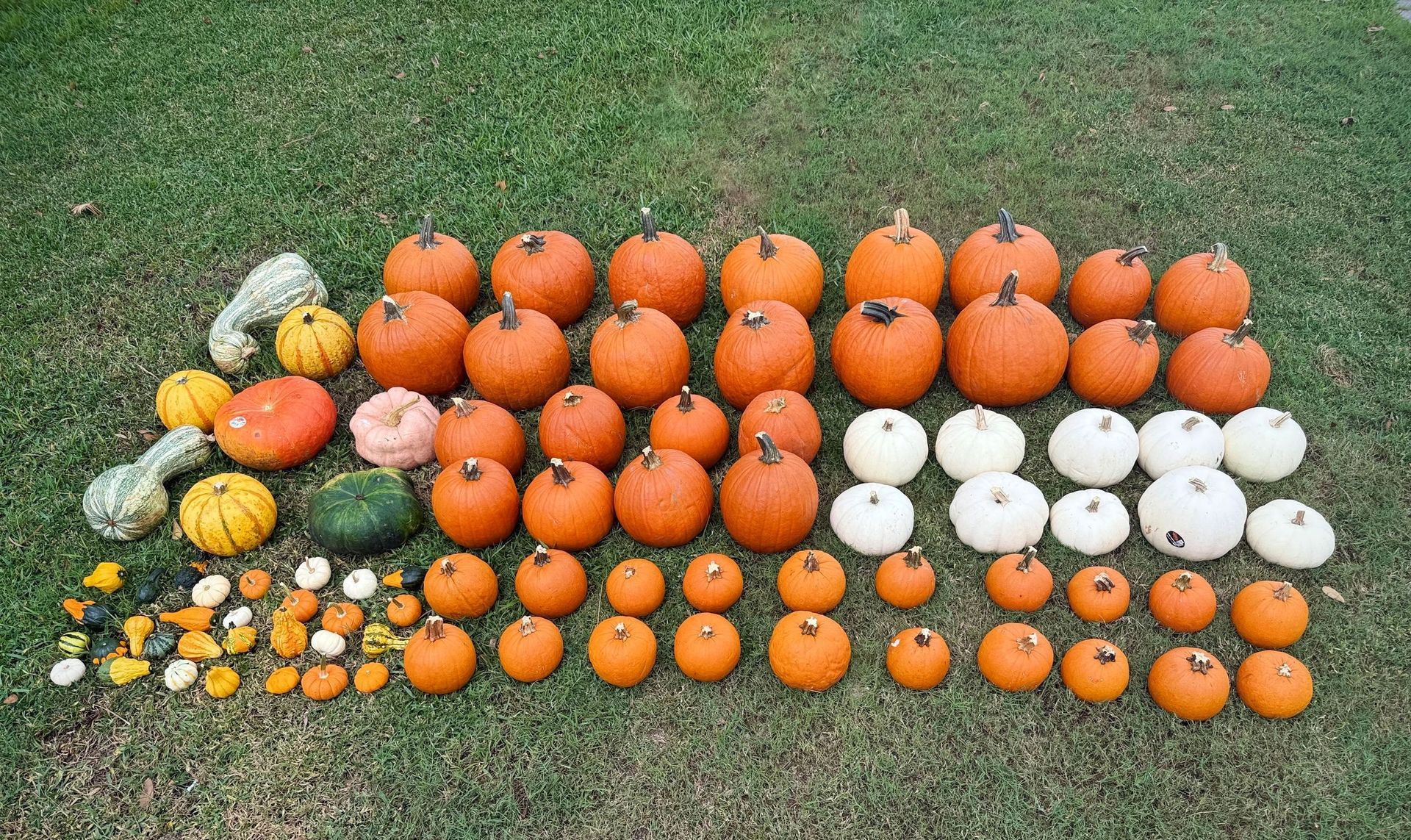 Assortment of pumpkins and gourds in various sizes and colors arranged on green grass.