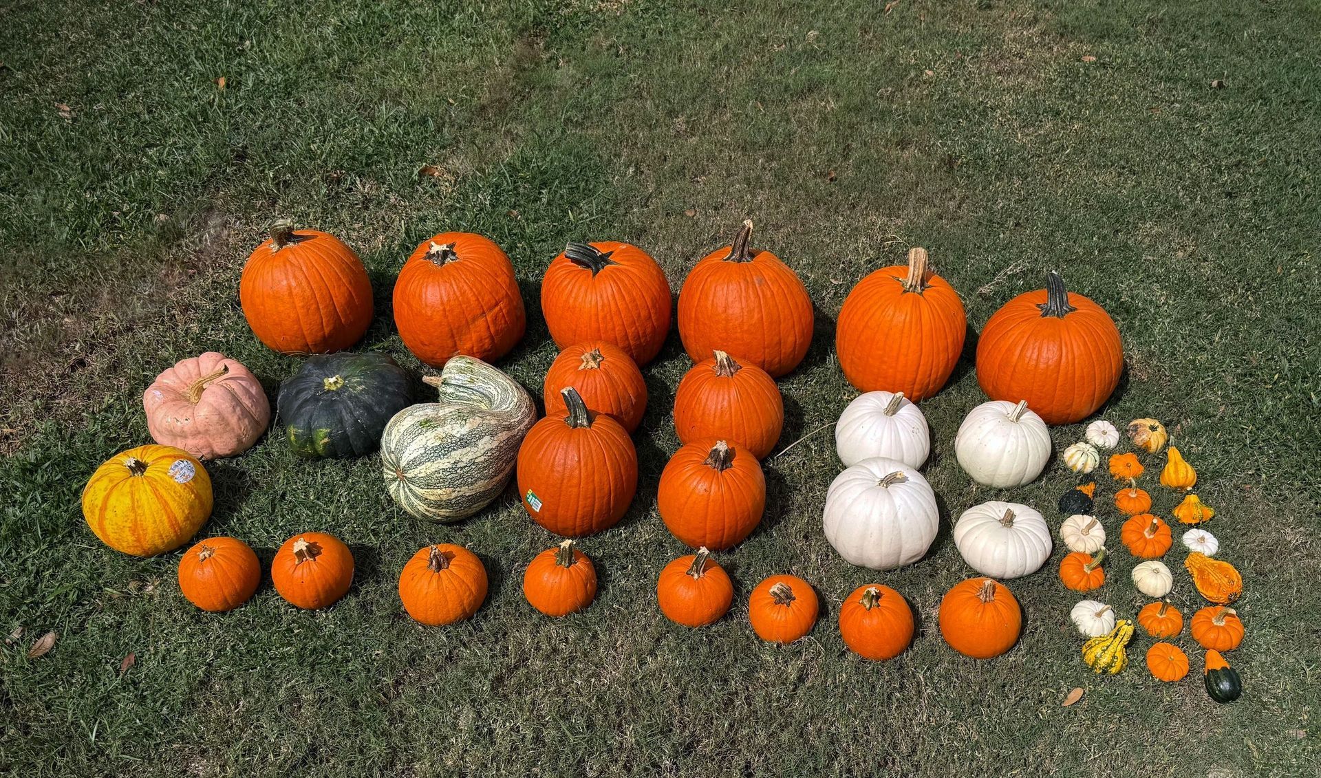 Assortment of pumpkins in various sizes, shapes, and colors, displayed on green grass.