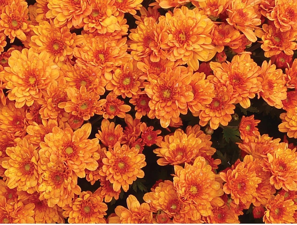 Orange chrysanthemum flowers in full bloom.