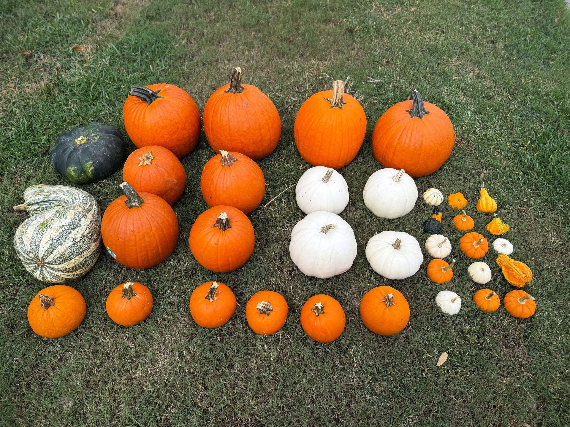 Assortment of pumpkins in various colors and sizes, arranged on green grass.