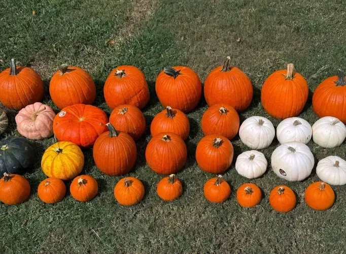 Assortment of pumpkins in various shapes, sizes, and colors arranged on green grass outdoors.