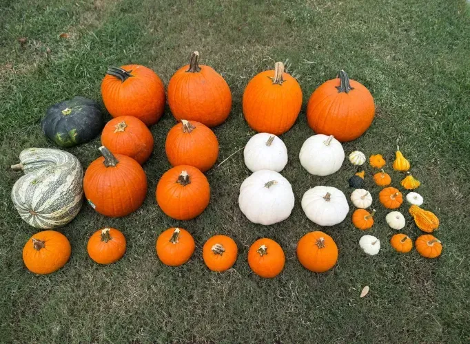 Assortment of pumpkins in various colors and sizes, arranged on green grass.