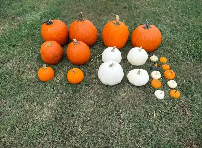 Assortment of orange and white pumpkins of various sizes displayed on green grass.