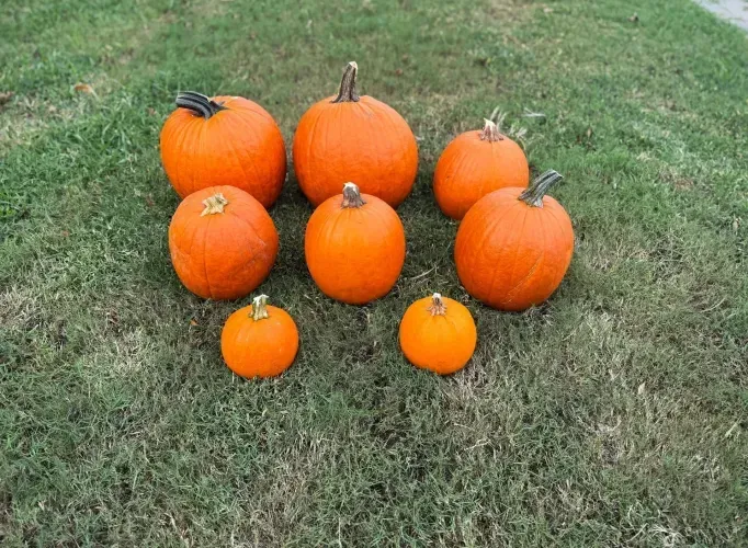 Seven orange pumpkins on green grass.