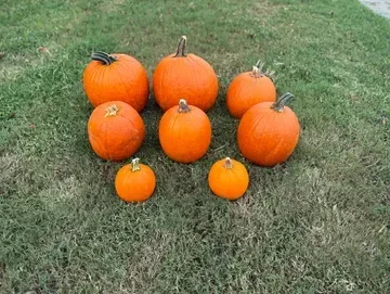 Orange pumpkins of varying sizes on green grass.