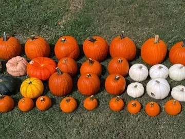 Row of various orange and white pumpkins on grass.