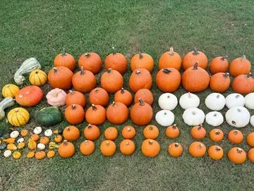 Pumpkins and gourds in various sizes and colors arranged on green grass.