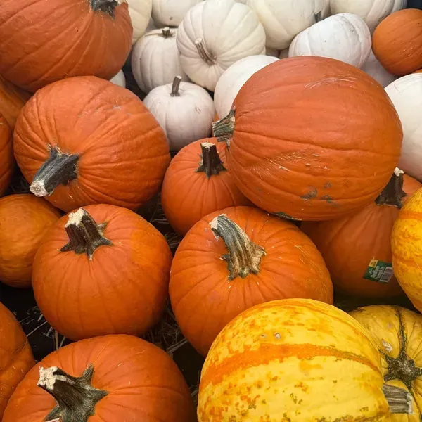 Pumpkins of various sizes and colors, including orange, white, and yellow, clustered together.