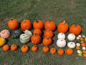 Assortment of pumpkins in various sizes, shapes, and colors, displayed on green grass.