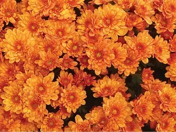 Orange chrysanthemum flowers in full bloom.
