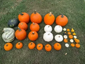Assortment of pumpkins in various sizes, shapes, and colors arranged on a green grassy surface.