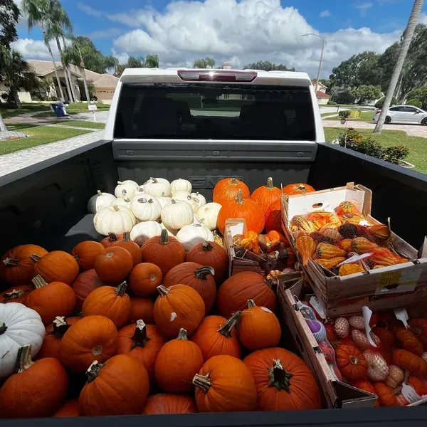 Pumpkins in the bed of a pickup truck; orange, white, and various gourds, ready for fall.
