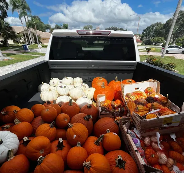 Truck bed filled with pumpkins of various sizes and colors, ready for autumn.