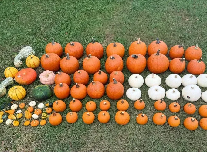 Assortment of pumpkins and gourds in various sizes and colors arranged on green grass.