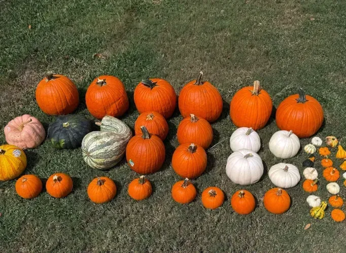 Assortment of pumpkins in various sizes, shapes, and colors, displayed on green grass.