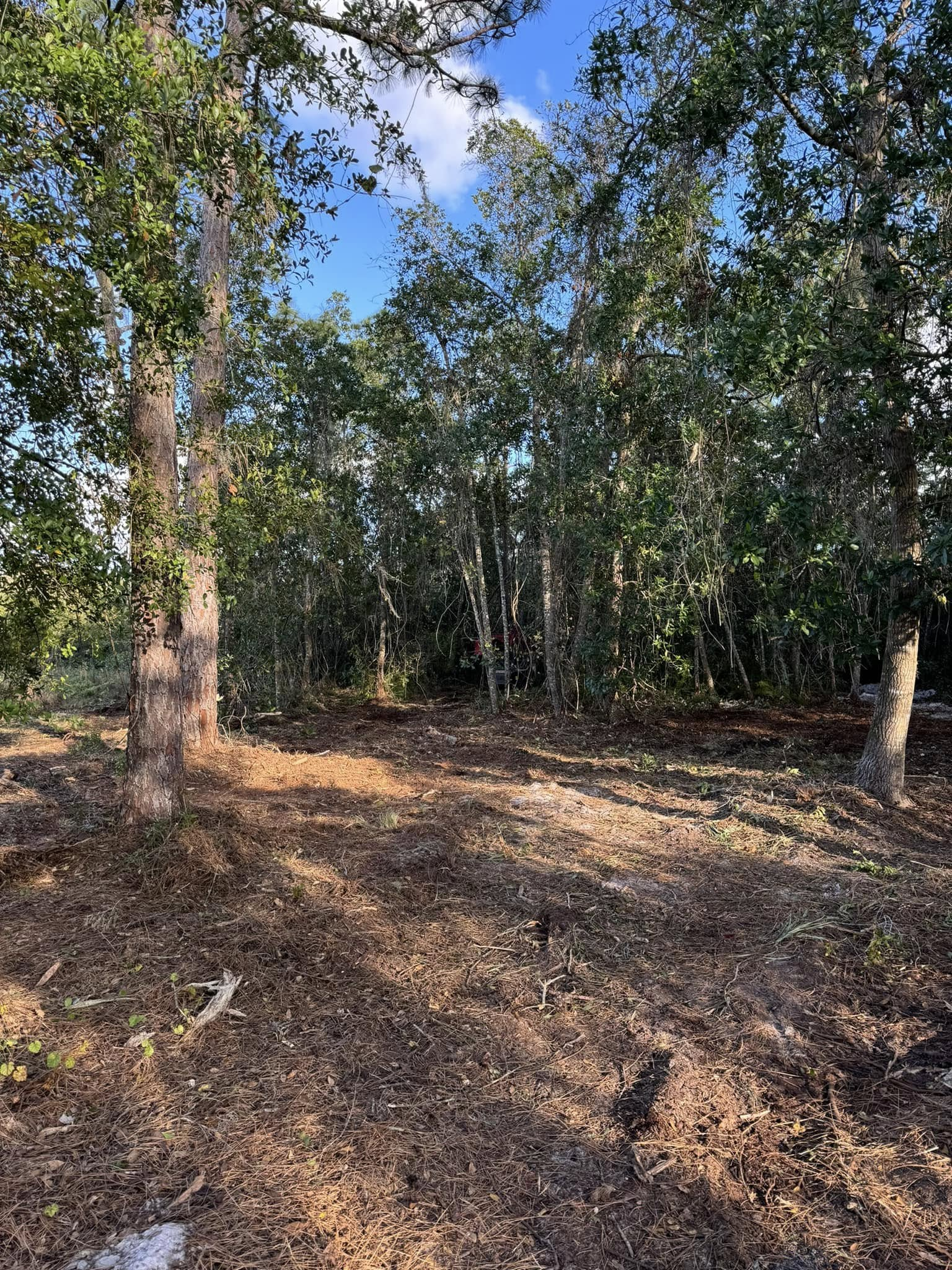 Wooded area with brown leaf-covered ground and trees. Blue sky visible through the trees.