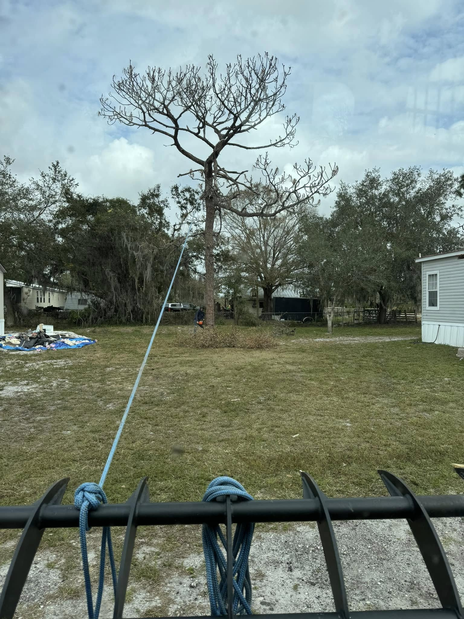 A tree in a grassy lot, viewed from a front-end loader. A blue rope hangs from the loader's tines. Houses in the background.