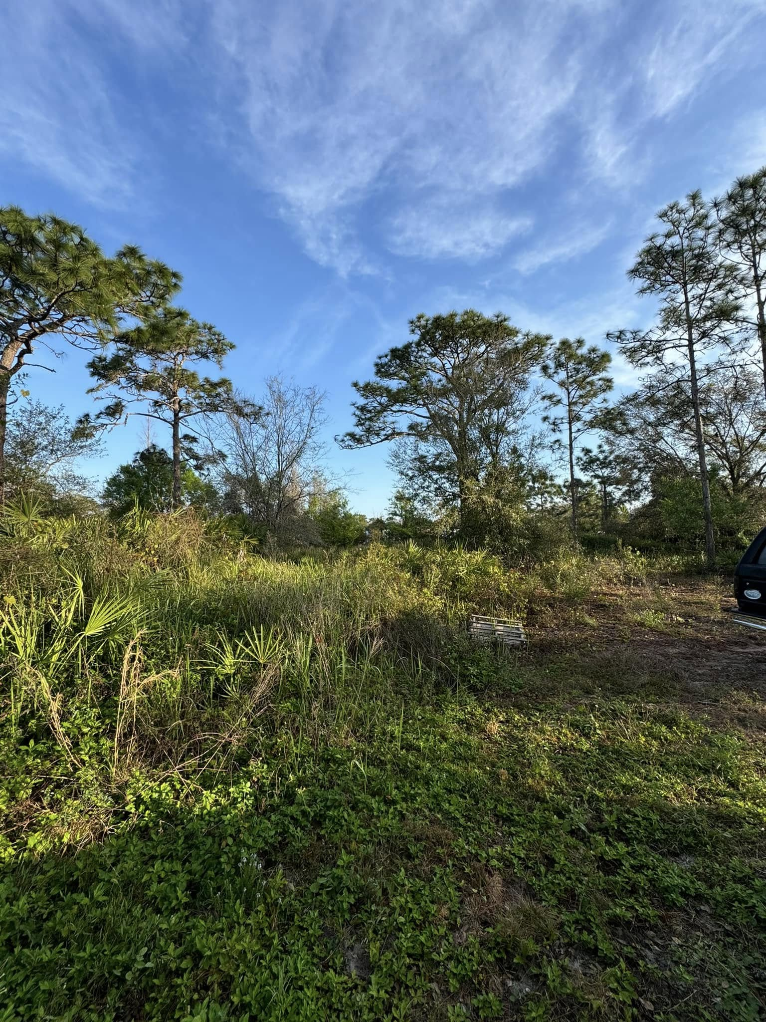 Overgrown lot with green foliage, trees, and a partly cloudy blue sky.