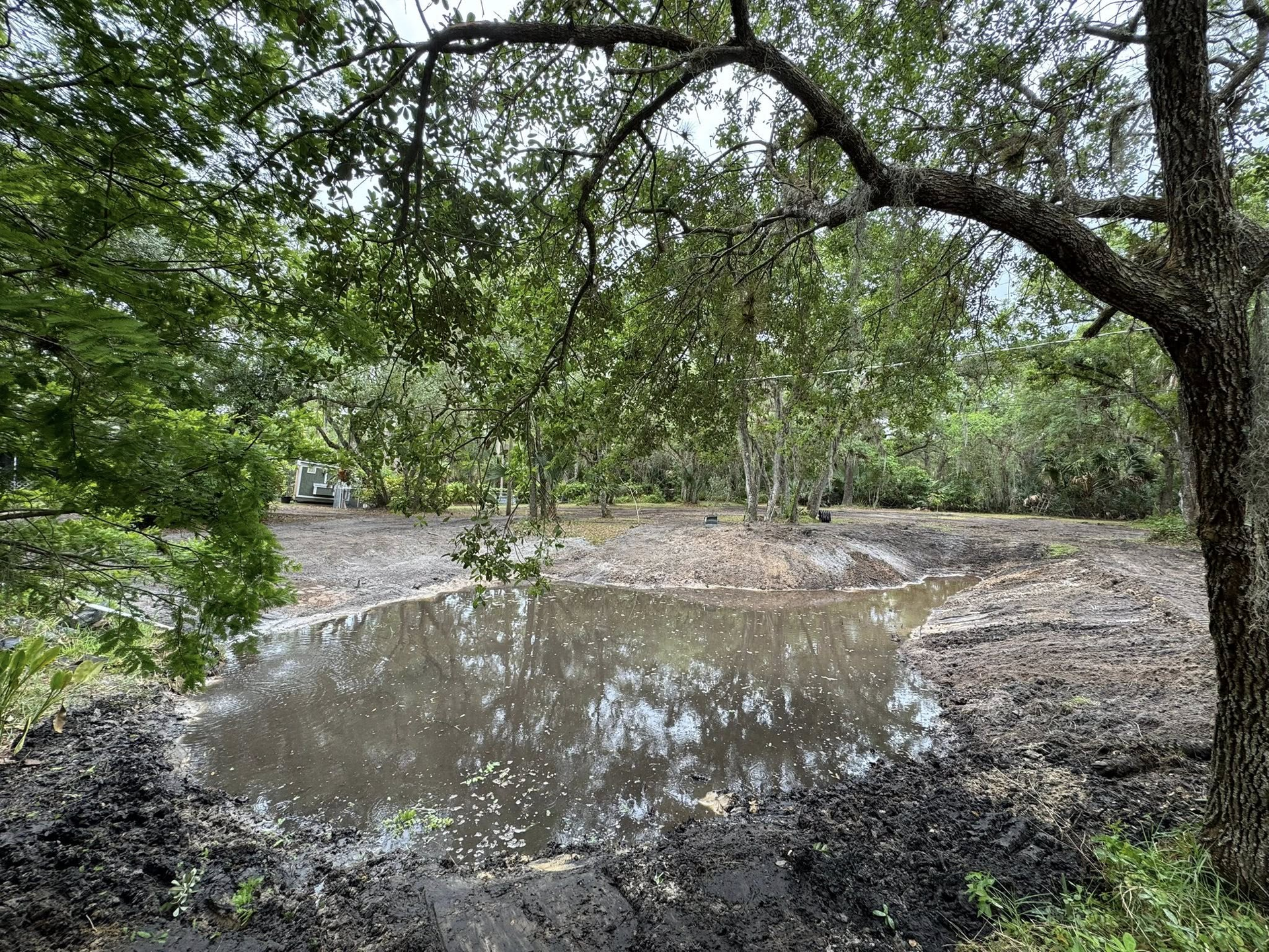 A muddy pond surrounded by trees and vegetation, viewed from the edge of a wooded area.