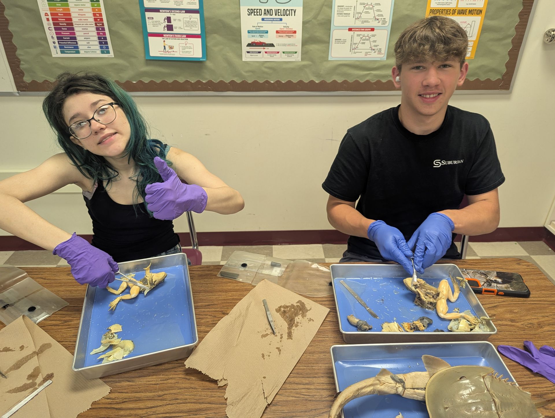 Two students dissecting frogs