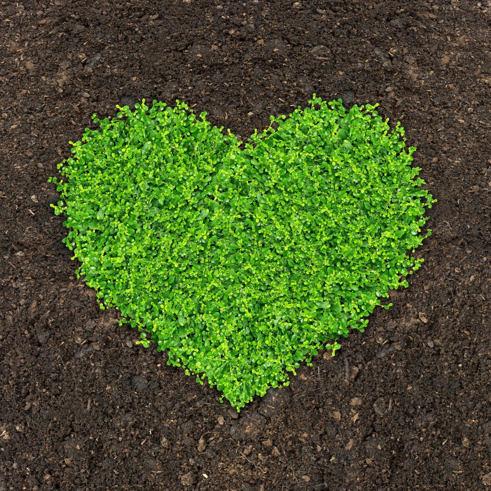 Fertilizzanti per home garden outdoor