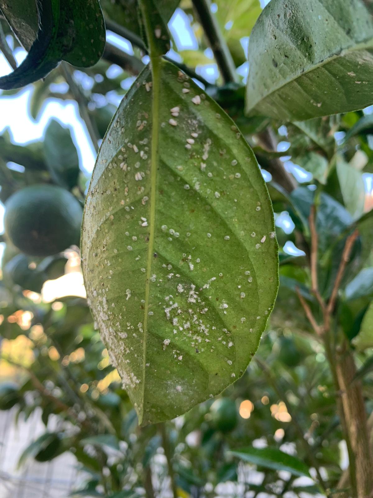 rami con patologie fungine