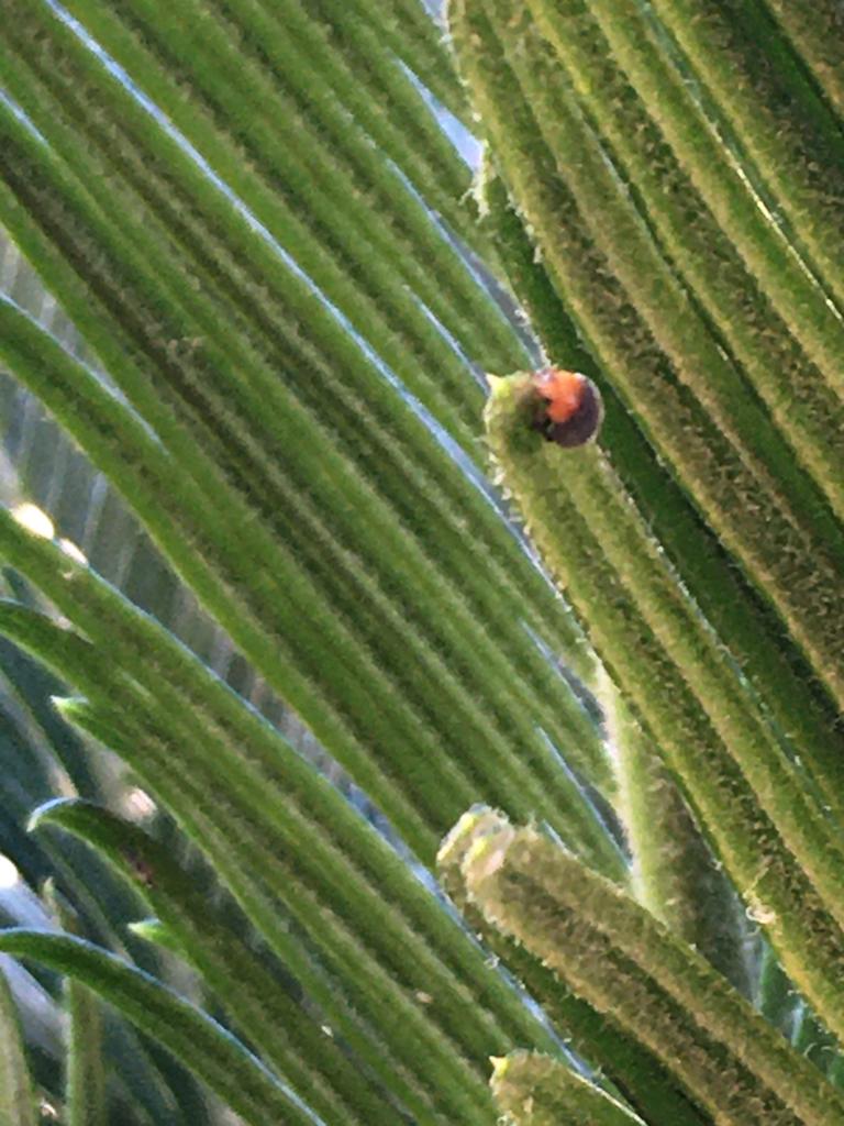 pianta con coccinella