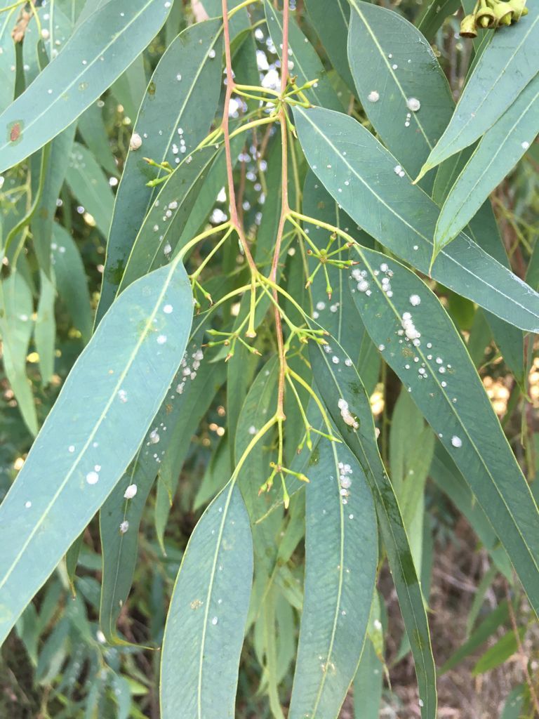 foglie con patologie fungine