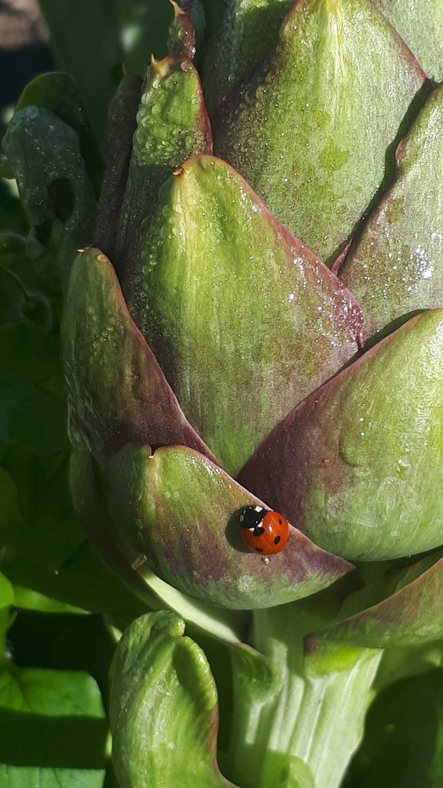 Fertilizzanti per i carciofi